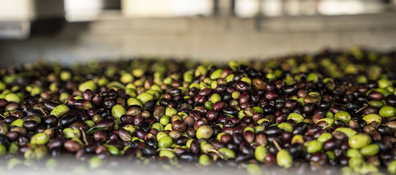 Olives dans le nouveau moulin Fratelli Carli