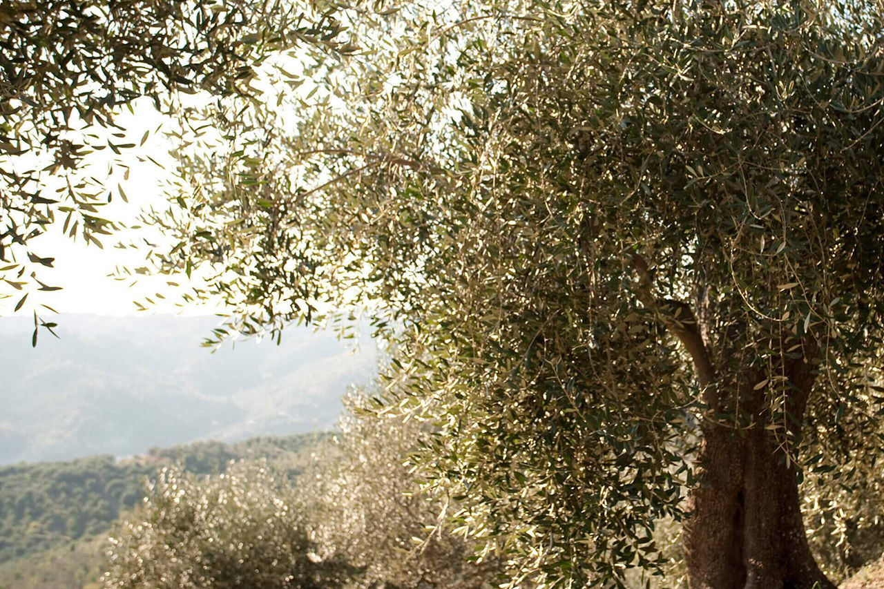 Olivenbaum
