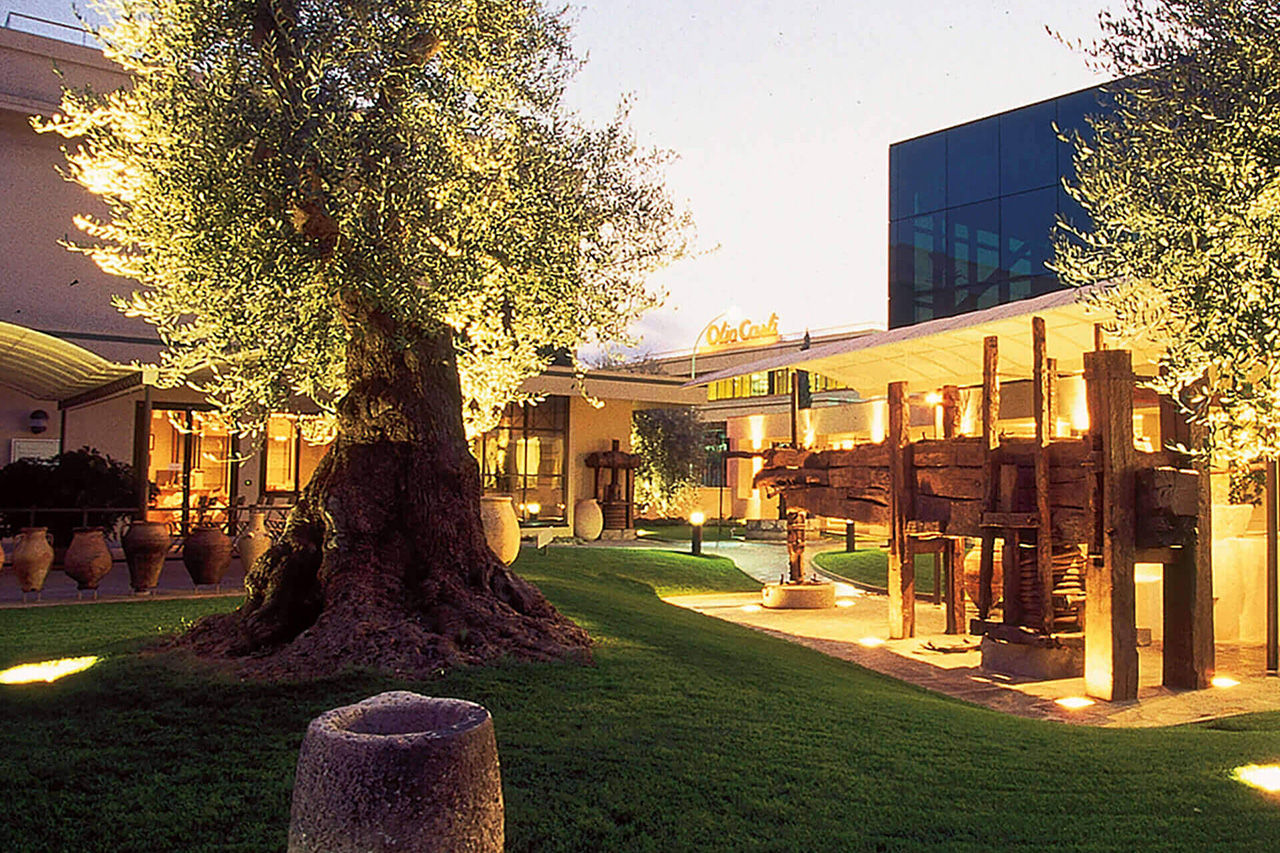 Besonderer Baum des Olivenbaummuseums