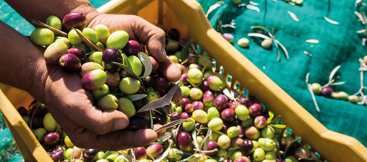Olivenernte