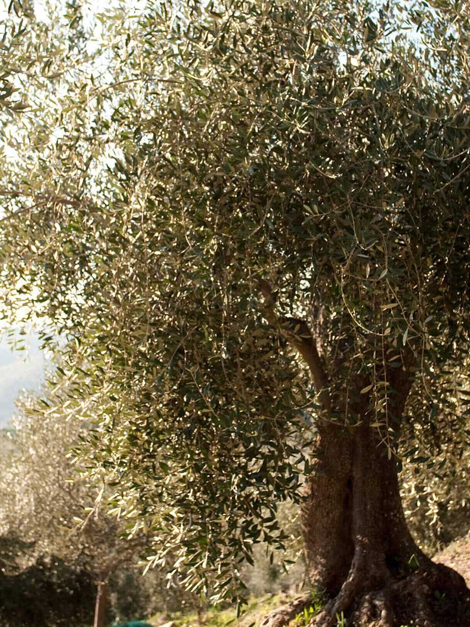 Culture et tradition dans le progrès responsable Carli.