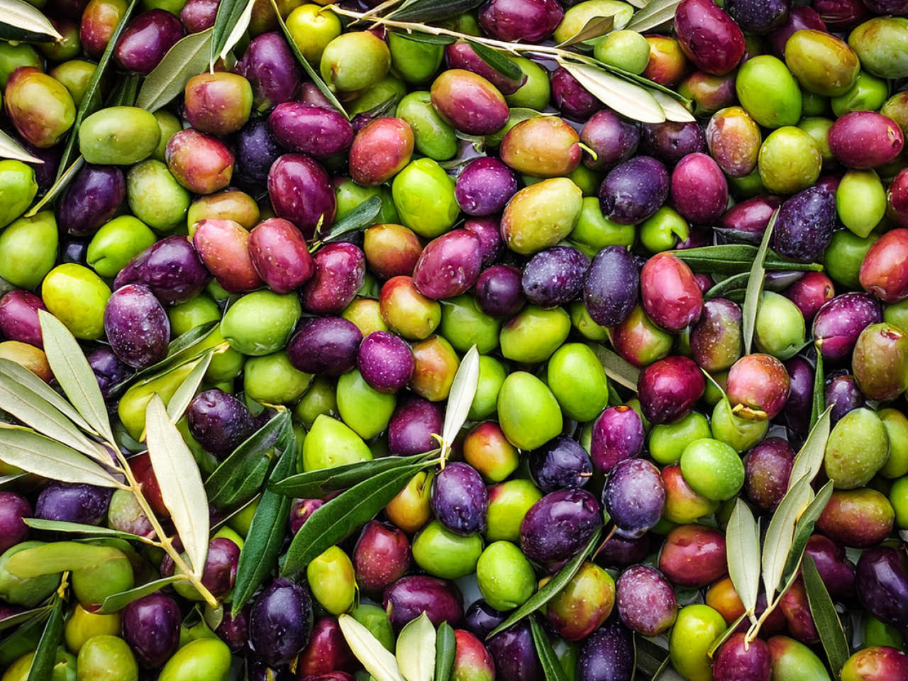  olives taggiasche