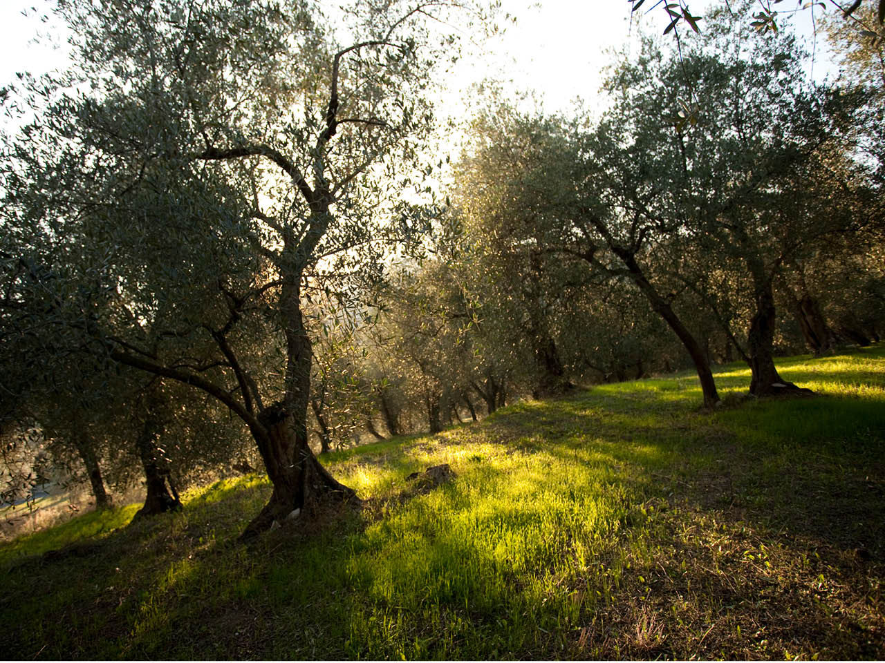 arbres