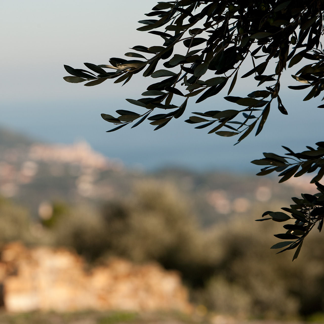 Vue sur la mer depuis les oliviers
