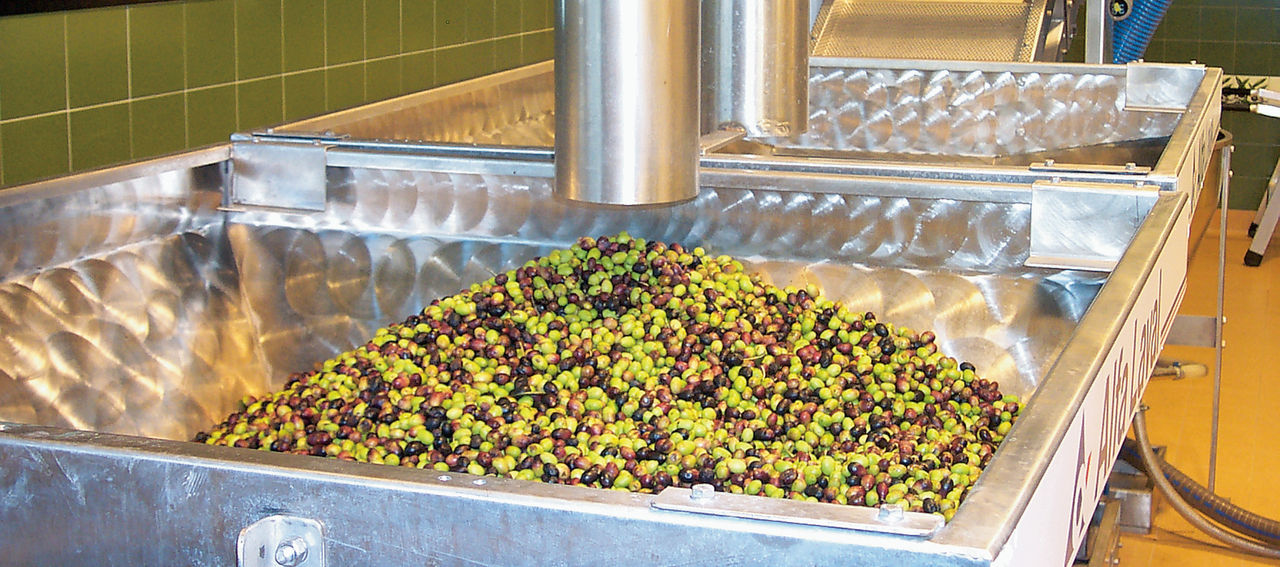 Début de la préparation des olives