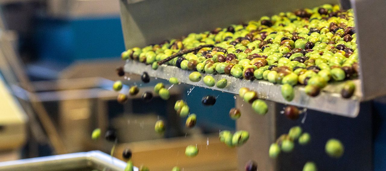 Le lavage des olives